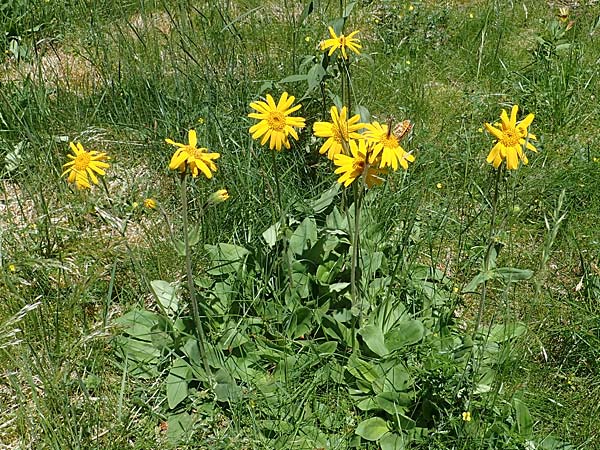 Arnica montana \ Bergwohlverleih, Arnika, A Pusterwald 29.6.2021