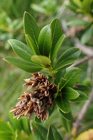 Rhododendron ferrugineum \ Rostblttrige Alpenrose, A Seckauer Tauern, Brandstätter Törl 27.7.2021