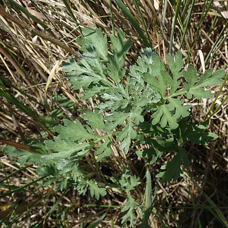 Artemisia absinthium \ Wermut / Wormwood, A Podersdorf 10.5.2022