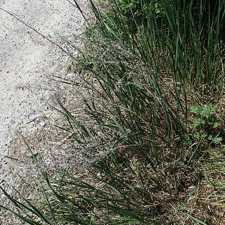 Artemisia absinthium \ Wermut / Wormwood, A Seewinkel,  Podersdorf 10.5.2022