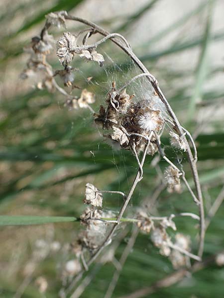 Artemisia absinthium \ Wermut, A Seewinkel, Podersdorf 10.5.2022