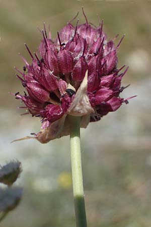 Allium sphaerocephalon / Round-Headed Leek, A Hainburg 8.7.2023