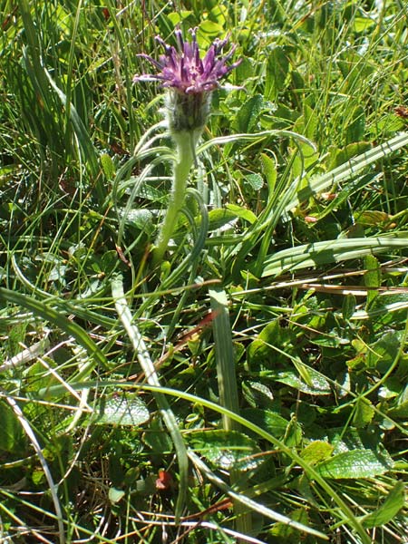 Saussurea pygmaea \ Zwerg-Alpenscharte, A Kärnten, Petzen 8.8.2016