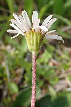 Aster bellidiastrum \ Alpen-Maliebchen / Daisy Star, A Rax 28.6.2020