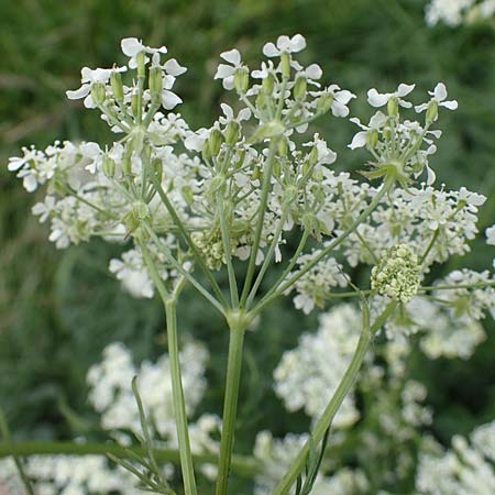 Anthriscus sylvestris / Cow Parsley, A Seckauer Tauern, Rosenkogel 30.6.2021