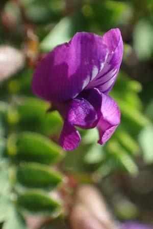 Oxytropis lapponica \ Lapplnder Spitzkiel, Lapplnder Fahnenwicke, A Wölzer Tauern, Hohenwart 29.7.2021