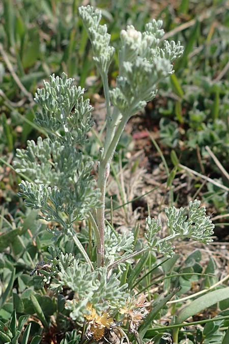 Artemisia absinthium \ Wermut / Wormwood, A Seewinkel, Podersdorf 9.5.2022