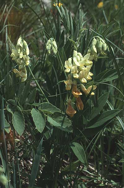 Astragalus frigidus \ Gletscher-Tragant / Pallid Milk-Vetch, A Widderstein 12.7.1987