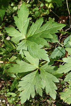 Aconitum variegatum \ Gescheckter Eisenhut / Manchurian Monk's-Hood, Variegated Monk's-Hood, A Kärnten/Carinthia, Tscheppa - Schlucht / Gorge 20.8.2016