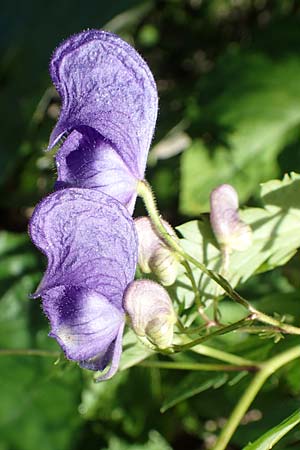 Aconitum variegatum \ Gescheckter Eisenhut / Manchurian Monk's-Hood, Variegated Monk's-Hood, A Kärnten/Carinthia, Tscheppa - Schlucht / Gorge 20.8.2016