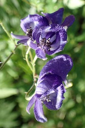 Aconitum variegatum \ Gescheckter Eisenhut / Manchurian Monk's-Hood, Variegated Monk's-Hood, A Kärnten/Carinthia, Tscheppa - Schlucht / Gorge 20.8.2016