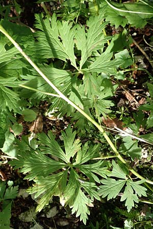 Aconitum variegatum \ Gescheckter Eisenhut, A Kärnten, Tscheppa - Schlucht 20.8.2016