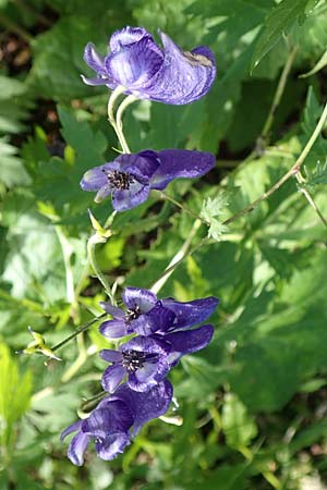 Aconitum variegatum \ Gescheckter Eisenhut, A Kärnten, Tscheppa - Schlucht 20.8.2016