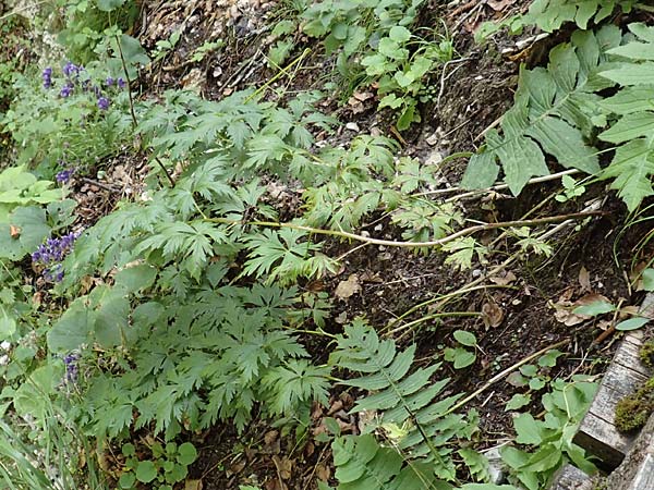 Aconitum variegatum \ Gescheckter Eisenhut / Manchurian Monk's-Hood, Variegated Monk's-Hood, A Kärnten/Carinthia, Tscheppa - Schlucht / Gorge 20.8.2016