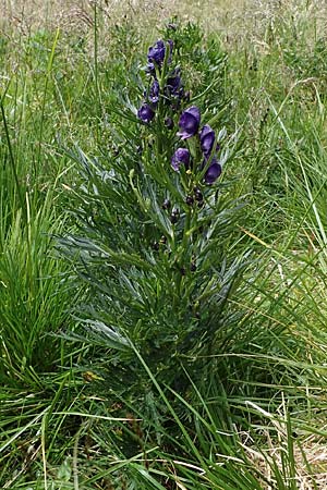 Aconitum tauricum / Tauern Monk's-Hood, A Seckauer Tauern, Brandstätter Törl 27.7.2021