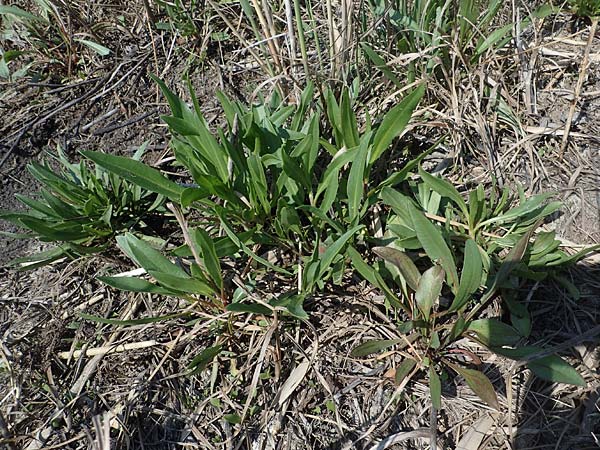 Tripolium pannonicum subsp. pannonicum \ Meer-Aster, Strand-Aster, A Seewinkel, Podersdorf 9.5.2012