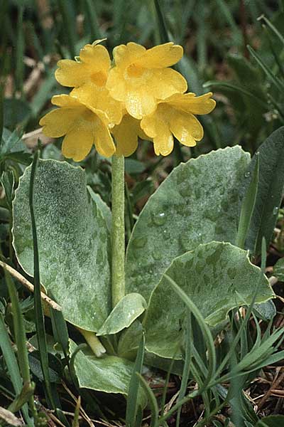 Primula auricula \ Fels-Aurikel, A Hahntennjoch 15.7.1987