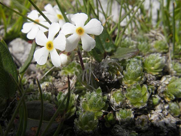 Androsace villosa \ Zottiger Mannsschild, A Kärnten, Petzen 2.7.2010