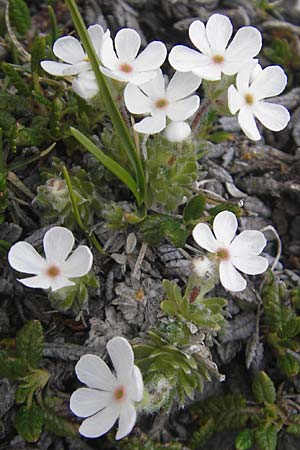 Androsace villosa \ Zottiger Mannsschild, A Kärnten, Petzen 2.7.2010