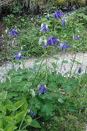 Aquilegia vulgaris \ Gemeine Akelei / Columbine, A Kärnten/Carinthia, Gallizien 18.5.2016