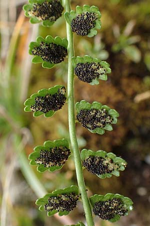 Asplenium viride \ Grnstieliger Streifenfarn / Green Spleenwort, A Kärnten/Carinthia, Koralpe 9.8.2016