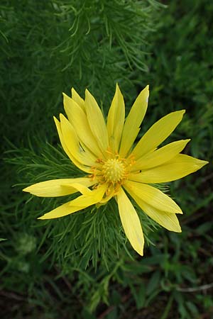 Adonis vernalis \ Frhlings-Adonisrschen, A Perchtoldsdorf 7.5.2022