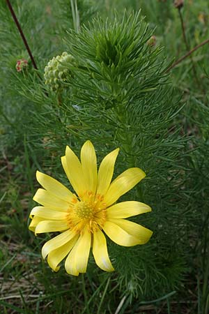 Adonis vernalis \ Frhlings-Adonisrschen, A Perchtoldsdorf 7.5.2022