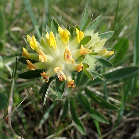 Anthyllis vulneraria subsp. polyphylla \ Steppen-Wundklee, Ungarischer Wundklee, A Seewinkel, Apetlon 8.5.2022