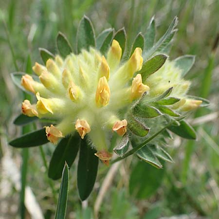 Anthyllis vulneraria subsp. polyphylla \ Steppen-Wundklee, Ungarischer Wundklee, A Seewinkel, Apetlon 8.5.2022