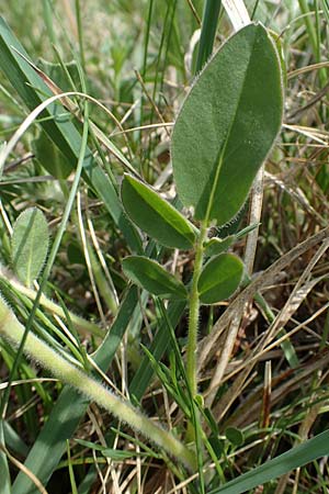 Anthyllis vulneraria subsp. polyphylla \ Steppen-Wundklee, Ungarischer Wundklee, A Seewinkel, Apetlon 8.5.2022