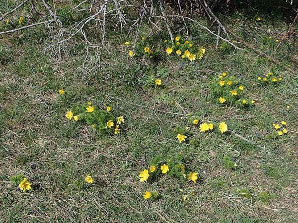 Adonis vernalis \ Frhlings-Adonisrschen / Spring Pheasant's Eye, A Perchtoldsdorf 3.4.2023