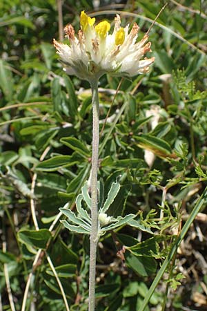 Anthyllis vulneraria subsp. polyphylla \ Steppen-Wundklee, Ungarischer Wundklee, A Hainburg 8.7.2023