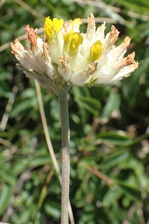 Anthyllis vulneraria subsp. polyphylla \ Steppen-Wundklee, Ungarischer Wundklee, A Hainburg 8.7.2023