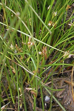 Juncus filiformis \ Faden-Binse / Thread Rush, A Malta - Tal / Valley 19.7.2010