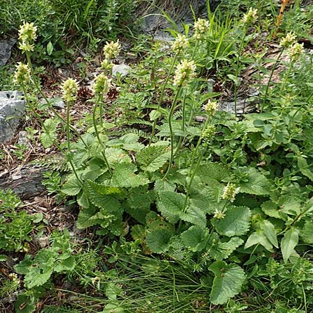Betonica alopecuros \ Gelbe Betonie, Fuchsschwanz-Ziest / Betony, A Schneeberg 1.7.2020