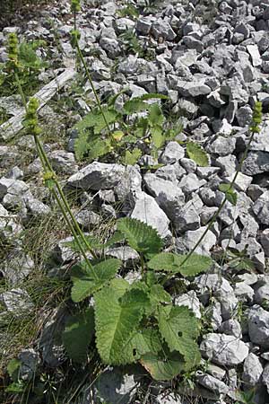 Betonica alopecuros \ Gelbe Betonie, Fuchsschwanz-Ziest / Betony, A Kärnten/Carinthia, Petzen 21.7.2007