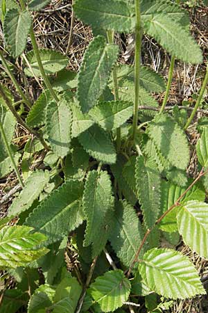 Betonica officinalis \ Echte Betonie, Heil-Ziest / Betony, A St. Lorenzen 1.7.2010