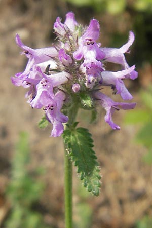 Betonica officinalis \ Echte Betonie, Heil-Ziest / Betony, A St. Lorenzen 1.7.2010