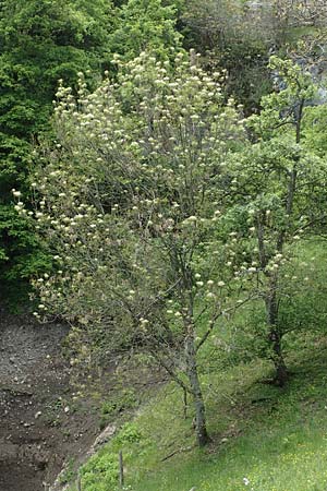 Fraxinus ornus \ Blumen-Esche, Manna-Esche, A Kärnten, St. Paul im Lavanttal 16.5.2016