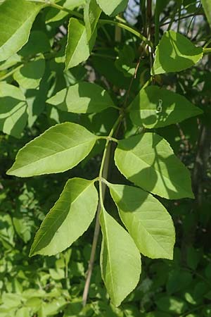 Fraxinus ornus \ Blumen-Esche, Manna-Esche / Manna Ash, A Seewinkel, Podersdorf 10.5.2022