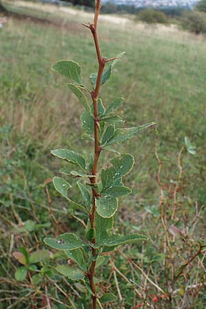 Berberis vulgaris \ Berberitze, Sauerdorn, A Perchtoldsdorf 22.9.2022