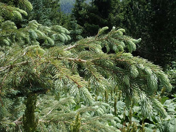 Picea pungens \ Blaue Stech-Fichte / Blue Spruce, A Pusterwald, Eiskar 29.6.2021