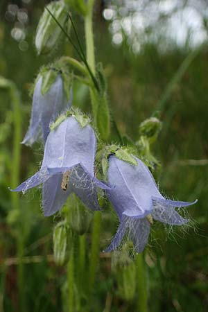 Campanula barbata \ Brtige Glockenblume, Bart-Glockenblume, A Pusterwald, Eiskar 29.6.2021