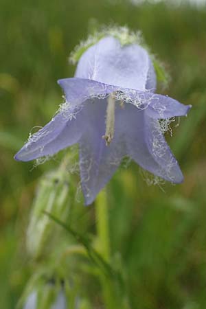 Campanula barbata \ Brtige Glockenblume, Bart-Glockenblume / Bearded Bellflower, A Pusterwald, Eiskar 29.6.2021