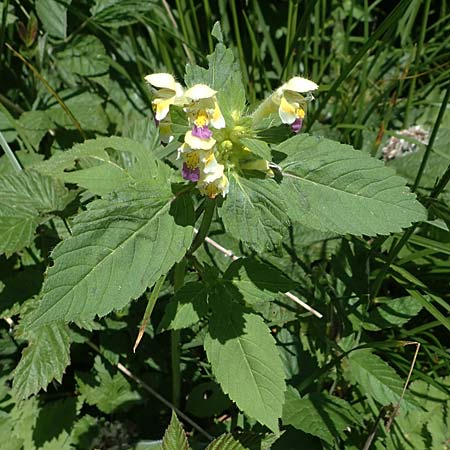 Galeopsis speciosa \ Bunter Hohlzahn, A Kärnten, Koralpe 3.7.2022