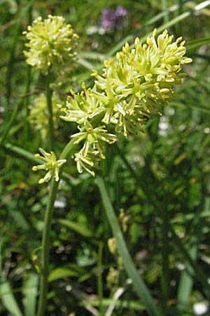 Tofieldia calyculata \ Gewhnliche Simsenlilie, A Kärnten, Petzen 21.7.2007