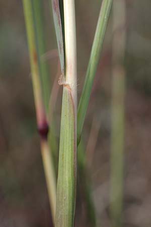 Bothriochloa ischoemum \ Gewhnliches Bartgras / Bluestem, A Breitenbrunn 24.9.2022