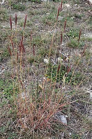 Bothriochloa ischoemum / Bluestem, A Breitenbrunn 24.9.2022