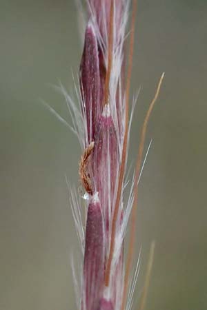 Bothriochloa ischoemum \ Gewhnliches Bartgras, A Hainburg 25.9.2022