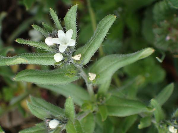 Buglossoides incrassata subsp. splitgerberi \ Splitgerbers Acker-Steinsame, A Wien Donauinsel 2.4.2023